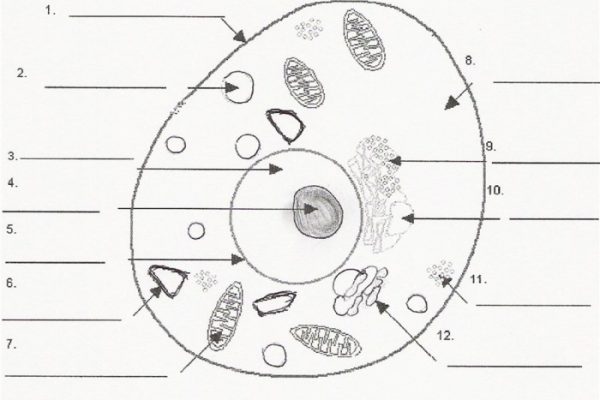 Cell animal diagram illustration biology