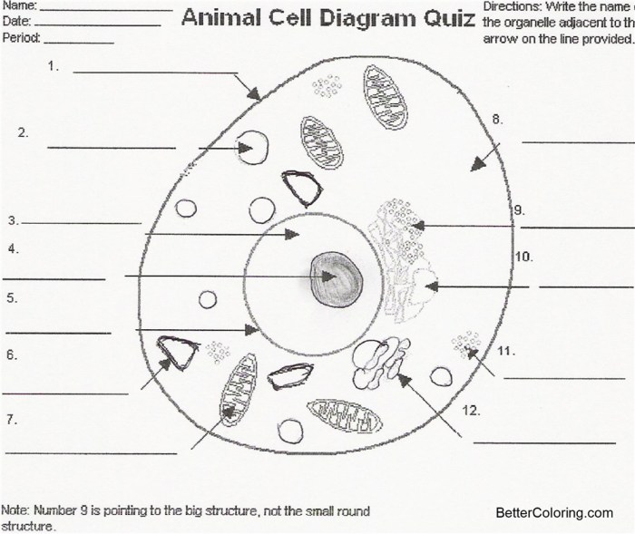 Cell animal diagram illustration biology