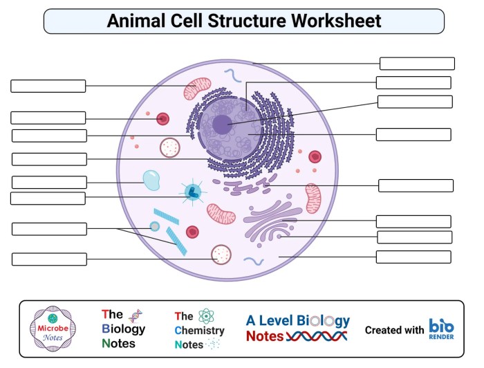 Animal cell coloring diagram worksheet answers