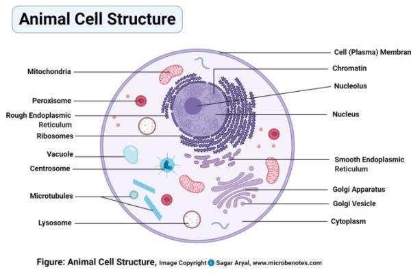 Animal cell coloring and labeling worksheet answers