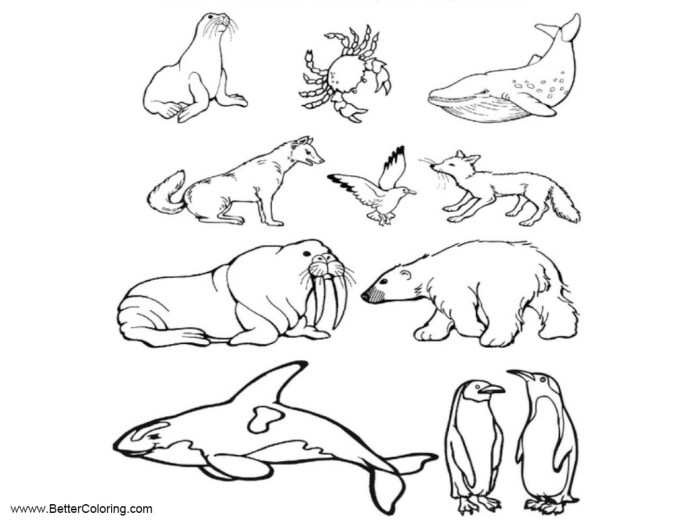 Arctic animal coloring page