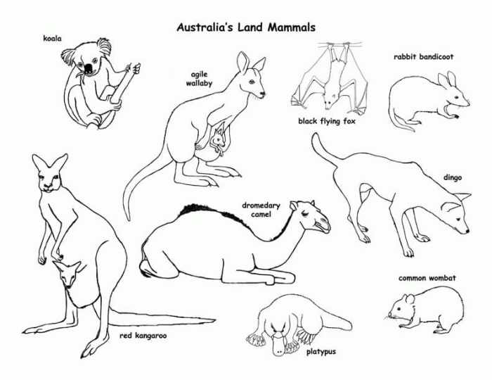 Animals of australia coloring pages