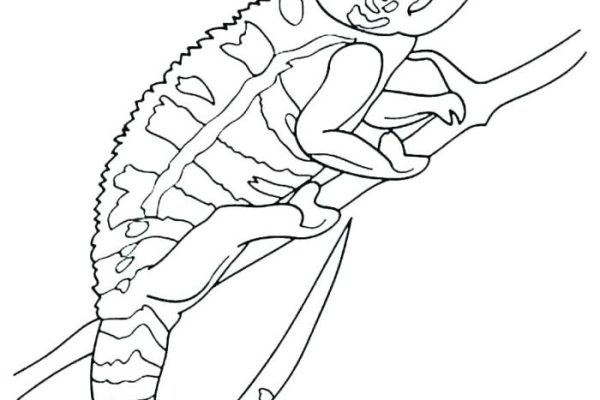 Animal coloring pages cameleon