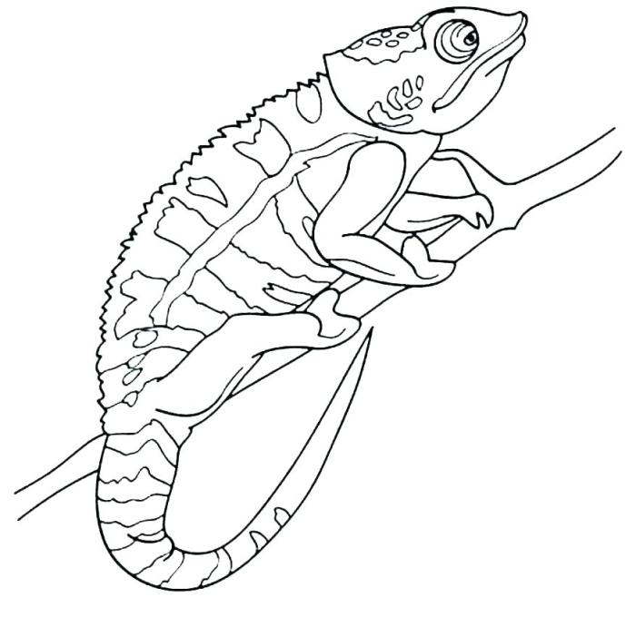 Animal coloring pages cameleon