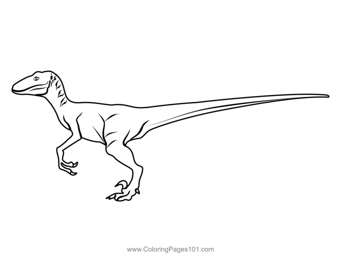 Animated raptor dinosaur coloring pages