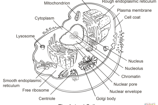 Colored animal cell coloring page