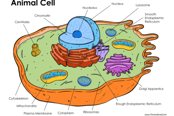 Animal cell coloring labeled and colored