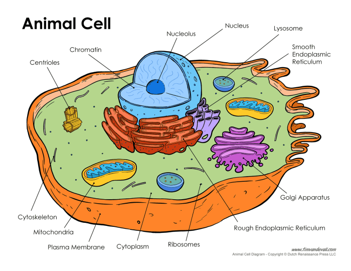 Animal cell coloring labeled and colored