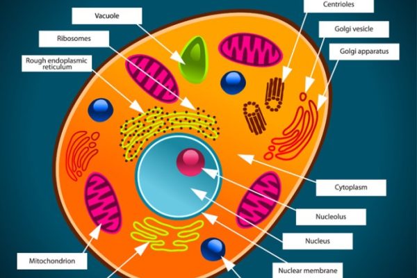 Animal cell reading comprehension and coloring