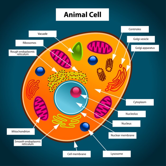 Animal cell reading comprehension and coloring