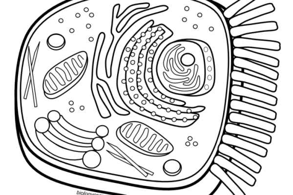 Cell coloring plant diagram worksheet animal pages science cells biology answers biologycorner saved