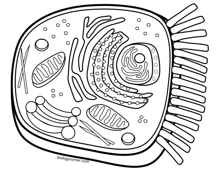 Cell coloring plant diagram worksheet animal pages science cells biology answers biologycorner saved