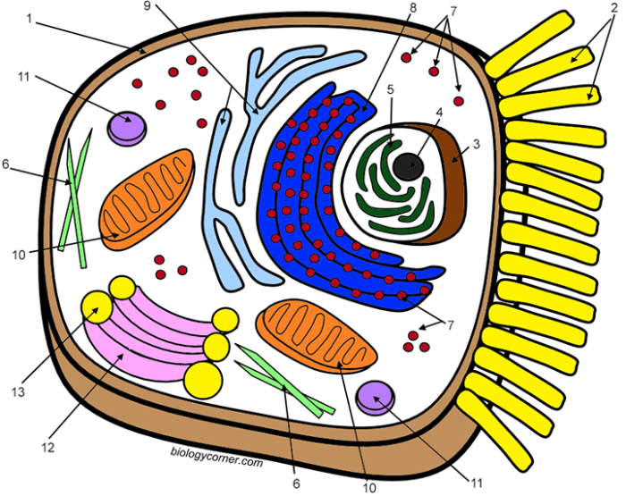 Animal cell coloring and labeling diagram