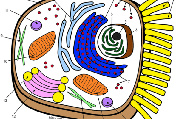 Animal cell coloring sheet key