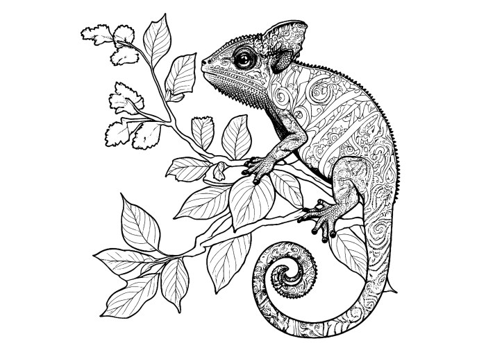 Coloring pages chameleon printable cameleon chameleons keyword