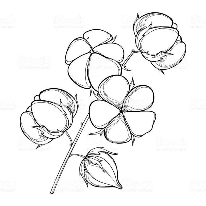 Animated cotton coloring page