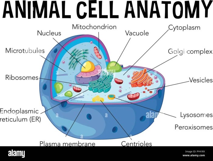 Cell animal diagram structure anatomy drawing parts cells nucleus biology rough reticulum endoplasmic choose board smooth choice multiple