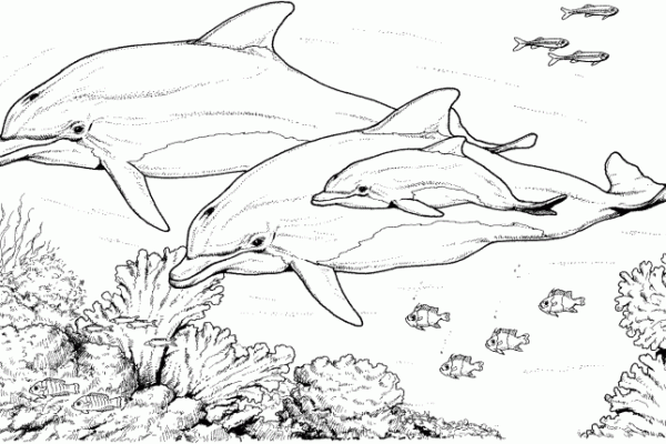 Animal faces coloring pages dolphin