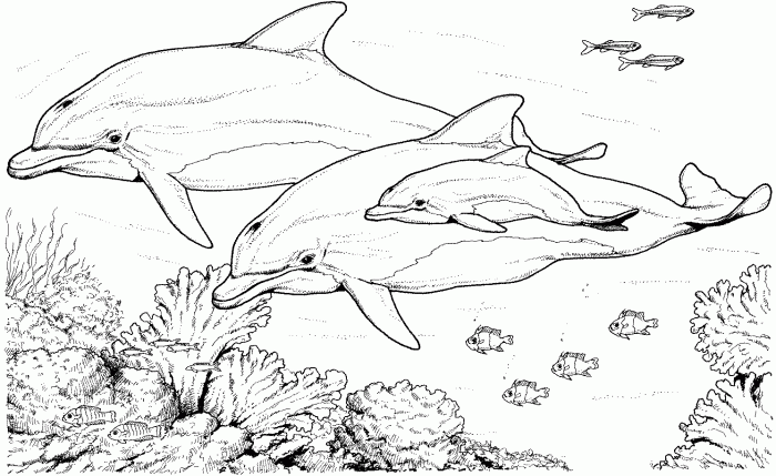 Animal faces coloring pages dolphin