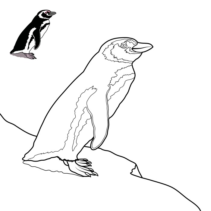 Animals of argentina coloring pages