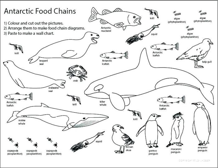 Animal food chain coloring sheet