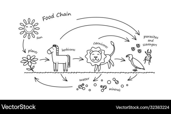 Animal food chain coloring sheet