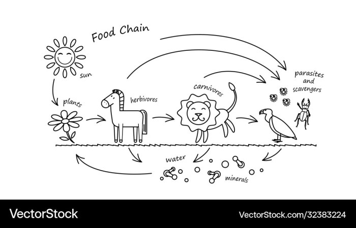 Animal food chain coloring sheet