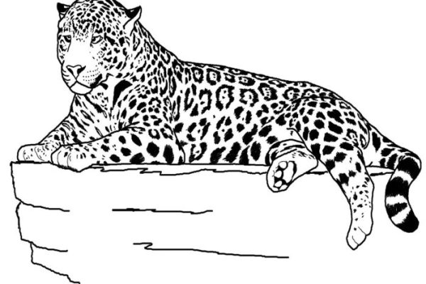 Animals mixed coloring pages