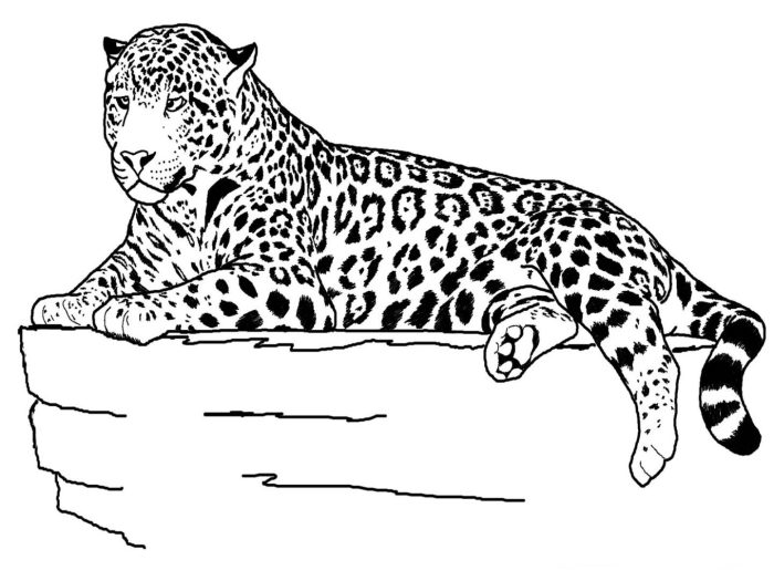 Animals mixed coloring pages