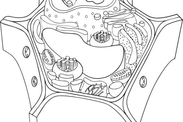 Animal and plant coloring worksheet