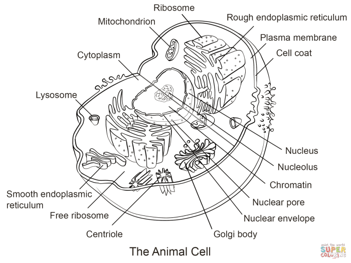 Animal cell reading comprehension and coloring